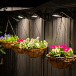 Andilume Solar Light Classic Cream (Available in 2-Pack, 4-Pack, 6-Pack, 8-Pack)