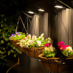 Andilume Solar Light Woodland Grey (Available in 2-Pack, 4-Pack, 6-Pack, 8-Pack)